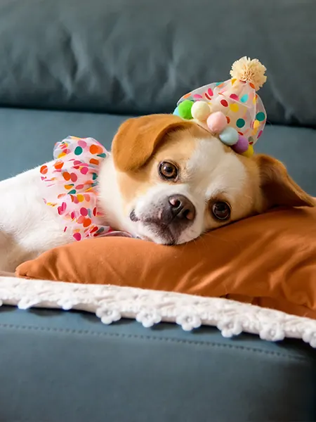 Un chien portant un déguisement d'anniversaire, très heureux