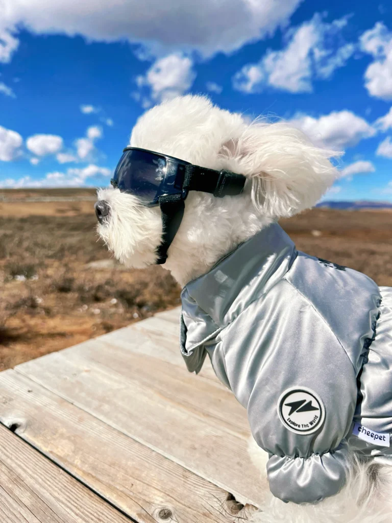 Un chien Bichon portant des lunettes de soleil, décontracté en plein air