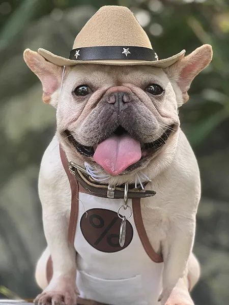 Un chien Shar Pei portant un chapeau de cow-boy