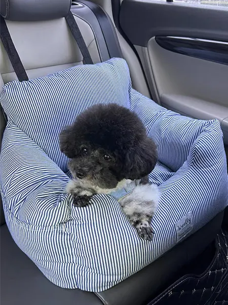 Un chien Teddy installé confortablement dans un siège auto pour chien