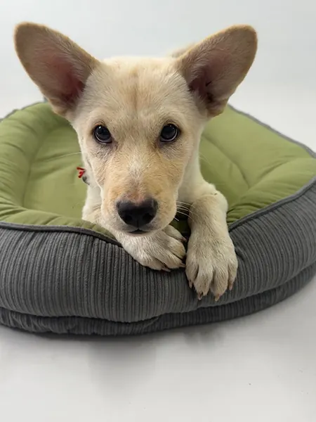 Un chiot Golden Retriever allongé dans un panier pour chien confortable