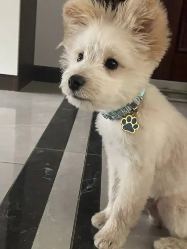 Collier Pour Chien Personnalisé Cristo photo review