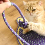 Chat orange allongé sur un tapis pour chat violet en jouant avec une balle