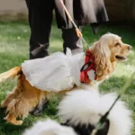 golden-retriever-en-robe-de-mariee-blanche