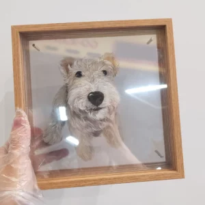 Portrait personnalisé en 3D d'un Schnauzer, vivant et détaillé.
