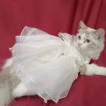 ragdoll-chat-en-robe-de-mariee-blanche