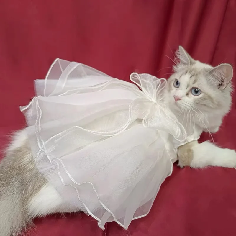 ragdoll-chat-en-robe-de-mariee-blanche