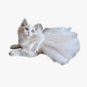 Une Ragdoll portant une robe de mariée, déguisement pour chat princesse, élégante et royale.