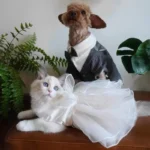 ragdoll-chat-en-robe-de-mariee-et-chien-en-costume-bowtie