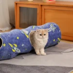 Un chat Ragdoll jouant dans un tunnel avec un motif d'étoiles bleues