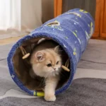 Un chat Ragdoll jouant dans un tunnel avec un motif d'étoiles bleues