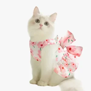 Une jolie Ragdoll portant une robe de princesse rose, élégante et adorable.