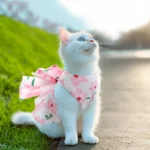 ragdoll-chat-princesse-robe-rose-fleurie-aux-abords-dune-pelouse