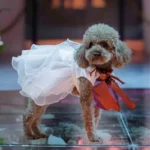 teddy-chien-en-robe-de-mariee-a-un-mariage