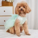 teddy-chien-robe-de-mariee-verte-vue-de-face