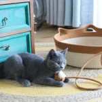 Un chat bleu jouant avec une ficelle dans un panier chat