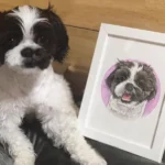 Portrait dessiné à la main d'un Shih Tzu bicolore.