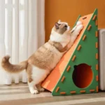 Un chat Ragdoll joue avec la balle suspendue du griffoir