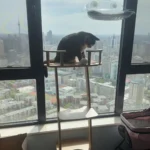 Un British Shorthair joue sur l'escalier de l'arbre à chat