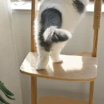 Un chat blanc monte l’escalier de l’arbre à chat