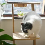 Un chat noir et blanc descend l’escalier de l’arbre à chat