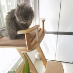 Un petit Maine Coon joue sur un arbre à chat