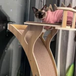Arbre à chat préféré par un chat siamois