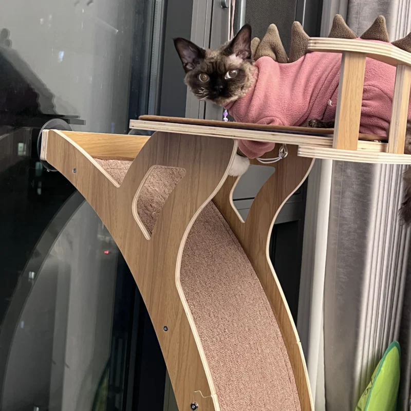 Arbre à chat préféré par un chat siamois