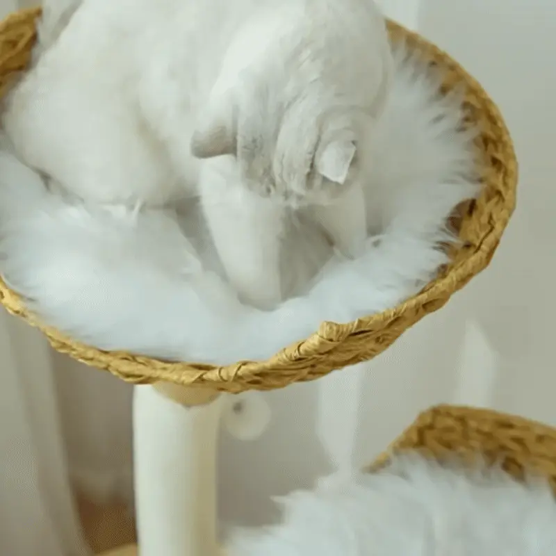 <p style="font-weight: 400;">Cet arbre à chat bois flotté transforme votre salon en un terrain d’aventure félin avec son inspiration de souffle libre. Son design organique épouse les instinctifs profonds de vos miaous, créant équilibre idéal entre bien-être, jeu et repos.</p> <p style="font-weight: 400;"><span style="font-weight: 400;">Chaque détail de cet arbre à chat en bois compose un écosystème miniature empreint d’élégance : les troncs en camphrier aux courbes naturelles, entourés de cordes à griffer, offrent une parfaite harmonie entre nature brute et plaisir félin ; les plateforme imbriquées, surmontées de paniers en résine tressée, accueillent les chats jusqu’à 10 kg chacun, pour des siestes perchées en toute sécurité. La niche inférieure en bois de pin est solidement ancrée sur le socle épais. Sa forme du palais royale crée un espace stable et bien ventilé, idéal pour les pauses au calme. </span></p> <p style="font-weight: 400;"><span style="font-weight: 400;">Son allure scandinave, son confort étudié et son utilisation durable en font une pièce aussi chic que fonctionnel, pensée pour sublimer votre intérieur tout en comblant vos miaous. </span></p> <p style="font-weight: 400;">Avantage:</p> <ul style="font-weight: 400;"> <li>Cet arbre à chat en bois flotté évoque l’appel sauvage de la forêt, transformant votre intérieur en une oasis naturelle où l’élégance naturelle rencontre l’instinct félin.</li> <li>Son architecture à niveau imbriqués, avec deux paniers suspendus et une niche aérée, recrée un microcosme parfait pour les foyers multi-chats : poste d’observation en hauteur, détente zen, grimpe et saut acrobatiques.</li> <li>Ses troncs en camphrier massif, soigneusement sélectionnés en diamètre de 5,5 à 8 cm, allient robustesse inégalée et esthétique boisée, apportant une touche de design scandinave de haute de gamme.</li> <li>Sa base en pin, l’ensemble de la cabane aérée et le socle épais de 17mm, est livré pré-monté pour une stabilité inébranlable même lors des cabrioles les plus folles de vos miaous.</li> <li>Son traitement à la cire végétale offre une finition lisse et un entretien simple, sans risque d’accrochage des poils ou d’accidents brisure lors des grimpes de vos chats.</li> <li>Les deux enroulements de corde en fibre de carton, spécialement traitée par séchage, apportent une texture douce et résistante à l’humidité, parfaite pour les séances de griffage tout en préservant vos meubles.</li> <li>Les paniers en résine tressée intègrent des armatures métalliques à l’intérieur, créant une grande capacité pour accueillir chacun un félin XXL jusqu’à 10 kg, y compris le Maine Coon.</li> <li>Les coussins double face thermo-régulant (peluche hivernale/daim estival) sont amovibles pour un confort sur mesure selon les saisons.</li> </ul> <p style="font-weight: 400;">[custom_combined_shortcode title=" Matériau" id="62872"][custom_combined_shortcode title=" Guide de tailles" id="62873"] [cg_accordion title="Livraison"] La livraison s’effectuera dans un délai de 7 à 28 jours ouvrables dès la validation de votre commande. <span lang="FR"> </span>[/cg_accordion][cg_accordion title="Retour"] Si, pour quelque raison que ce soit, vous n'êtes pas pleinement satisfait, une demande de retour serait possible dans les 14 jours suivant la réception. [/cg_accordion]</p>