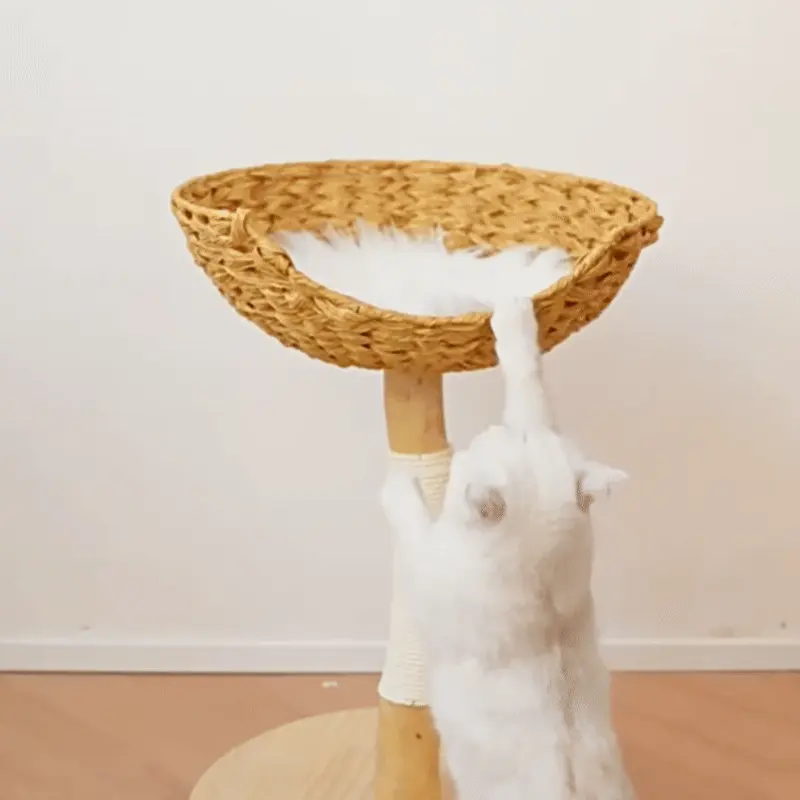 <p style="font-weight: 400;">Cet arbre à chat osier transforme n’importe quel coin de votre intérieur en un havre de paix félin ! Son tronc en camphrier à la forme organique, partiellement enroulé de corde à griffer, invite aux séances de griffage tout en apportant une touche naturelle à votre déco. Le panier tressé suspendu en hauteur devient un nid douillet, adapté même aux races imposantes, offrant à votre miaou un poste d’observation idéal pour surveiller son territoire.</p> <p style="font-weight: 400;"><span style="font-weight: 400;">Ce petit arbre à chat est conçu pour les espaces réduits sans sacrifier le confort avec une alliance d’esthétique et de fonctionnalité. Chaque détail, des matériaux durables à l’ergonomie adaptée, a été bien pensé pour son bien-être. </span></p> <p style="font-weight: 400;">Avantage:</p> <ul style="font-weight: 400;"> <li>Cet arbre à chat en osier imité et bois flotté offre un coin privilégie à votre miaou tout en s’intégrant discrètement à votre déco avec son style épuré et chaleureux.</li> <li>Sa conception tout-en-un combine un perchoir sécurisé, un coin repos en hauteur, une zone de griffade et d’escalade.</li> <li>Son poteau central, taillé dans du camphrier aux dimensions généreuses de 5,5 à 8 cm, garantit une belle solidité tout en ajoutant une note d’authenticité artisanale.</li> <li>Son socle en pin massif est conçu pour rester bien en place, même lors des bonds les plus énergiques de votre minou.</li> <li>Son revêtement à la cire végétale naturelle protège le bois tout en facilitant l’entretien, sans accrocher les poils ni craindre les éraflures.</li> <li>Le griffoir en fibre cartonnée durcie résiste à l’humidité et à l’usure, offrant une texture agréable sous les griffes.</li> <li>Le panier supérieur en résine tressée (renforcée d’une structure métallique) accueille confortablement un chat jusqu’à 10 kg sans fléchir.</li> <li>Le coussin réversible s’adapte aux rythmes des saisons pour un confort toujours optimal : une face peluchée de bien moelleuse pour l’hiver ou l’automne, ou sans rien du tout quand il faut trop chaud.</li> </ul> <p style="font-weight: 400;">[custom_combined_shortcode title=" Matériau" id="62908"][custom_combined_shortcode title=" Guide de tailles" id="62907"] [cg_accordion title="Livraison"] La livraison s’effectuera dans un délai de 7 à 28 jours ouvrables dès la validation de votre commande. <span lang="FR"> </span>[/cg_accordion][cg_accordion title="Retour"] Si, pour quelque raison que ce soit, vous n'êtes pas pleinement satisfait, une demande de retour serait possible dans les 14 jours suivant la réception. [/cg_accordion]</p>