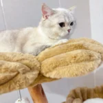 Un chat blanc dans la niche de l’arbre à chat haut de gamme