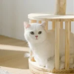 Un chat blanc dans une niche pour chat en bois
