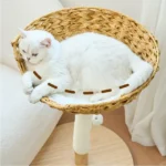 Un chat blanc dort dans une niche en osier