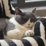 Un chat noir et blanc endormi sur le canapé.