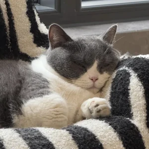 Un chat noir et blanc endormi sur le canapé.