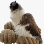 Un chat ragdoll dans la niche de l’arbre à chat haut de gamme