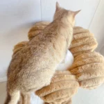 Un chat roux adore son arbre à chat haut de gamme