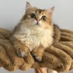 Un chat roux allongé dans la niche de l’arbre à chat