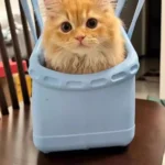 Un chat roux dans un sac bandoulière en caoutchouc écologique