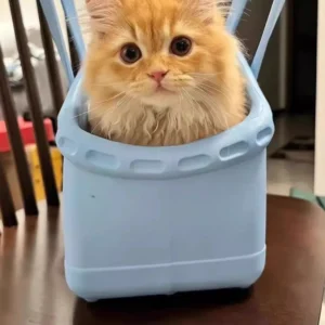 Un chat roux dans un sac bandoulière en caoutchouc écologique
