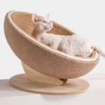 Un Devon Rex heureux dans le panier griffoir rond.