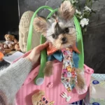 Un chien papillon dans un sac bandoulière en caoutchouc écologique