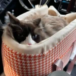 Un chat Ragdoll dans un panier pour animal sur accoudoir de voiture.