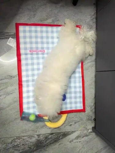 Click to view full screen Tapis Pour Chien Rafraîchissant Imperméable Épais photo review
