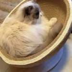 Panier Pour Chat Chic avec Griffoir Style Hamac photo review