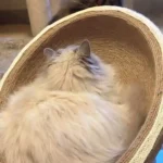Panier Pour Chat Chic avec Griffoir Style Hamac photo review