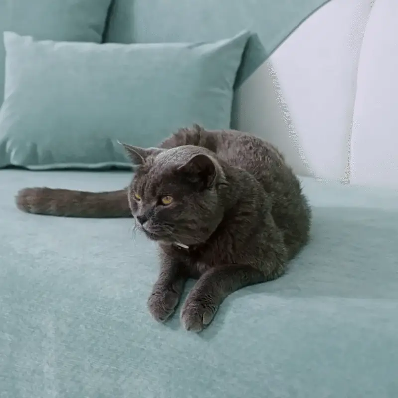 <p style="font-weight: 400;">Ce protège canapé pour chat fait une couverture idéale pour partager en toute sérénité vote coin cosy avec votre miaou. Son tissu épais en haute technologie, composé de cinq couches complètes, assure une imperméabilité aussi efficace d’une couche-culotte de bébé, tout en restant confortable et moelleuse. Sa résistance costaud apporte un vrai bonheur dans la vie d’accompagnement avec votre miaou grâce à sa fonction anti-griffes.</p> <p style="font-weight: 400;"><span style="font-weight: 400;">Avec ce protège canapé chat, vous n’aurez plus à vous inquiéter des petits accidents félins, que ce soit les mauvaises surprises d’urine ou les griffures, surtout plus fortes lors des journées de travail quand vous êtes absent(e). Sa possibilité de lavage en machine garantit un entretien tout simple. Ce sont ces petites pièces qui peuvent vraiment vous aider à rester loin des anxiétés, tout en ajoutant de belles touches colorées à votre déco. </span></p> <p style="font-weight: 400;">Avantage:</p> <ul style="font-weight: 400;"> <li>Ces protèges canapés pour chat sont pensés pour les moments câlins sans les dégâts, offrant à votre miaou (ou à votre toutou) un coin douillet sans stress ni compromis.</li> <li>Disponibles en plusieurs tailles, ils s’adaptent à tous les formats : fauteuils, des canapés droits, d’angle ou modulables, en couvrant assise, dossier et accoudoirs selon vos besoins.</li> <li>Leur tissu technique multicouche associe une surface imperméable, une barrière anti-humidité, une mousse fine mais respirant, et un dessous en silicone pour une tenue stable et un confort moelleux.</li> <li>Leur structure étanche bloque efficacement les liquides accidentels comme l’urine ou les boissons, même après plusieurs lavages en machine.</li> <li>Leur résistance aux griffures en fait une solution idéale pour les foyers avec plusieurs chats ou chiens, assurant une protection durable.</li> <li>Leur palette de couleurs stable garde son éclat dans le temps et s’accorde facilement à tous les styles d’intérieur, tout en offrant la possibilité de changer d’ambiance selon vos envies.</li> <li>Sans formaldéhyde ni substances nocives, ces protèges assurent un environnement sain pour toute la famille, y compris les enfants et vos petits compagnons à poils.</li> </ul> <p style="font-weight: 400;">[custom_combined_shortcode title=" Matériau" id="64310"][custom_combined_shortcode title=" Guide de tailles" id="64311"] [cg_accordion title="Livraison"] La livraison s’effectuera dans un délai de 7 à 28 jours ouvrables dès la validation de votre commande. <span lang="FR"> </span>[/cg_accordion][cg_accordion title="Retour"] Si, pour quelque raison que ce soit, vous n'êtes pas pleinement satisfait, une demande de retour serait possible dans les 14 jours suivant la réception. [/cg_accordion]</p>
