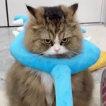 Un chat à long poil marron avec un jouet en fourche sur le dos