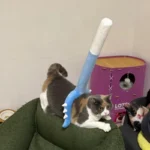 Un chat noir et blanc porte un jouet pour chat bleu sur le dos