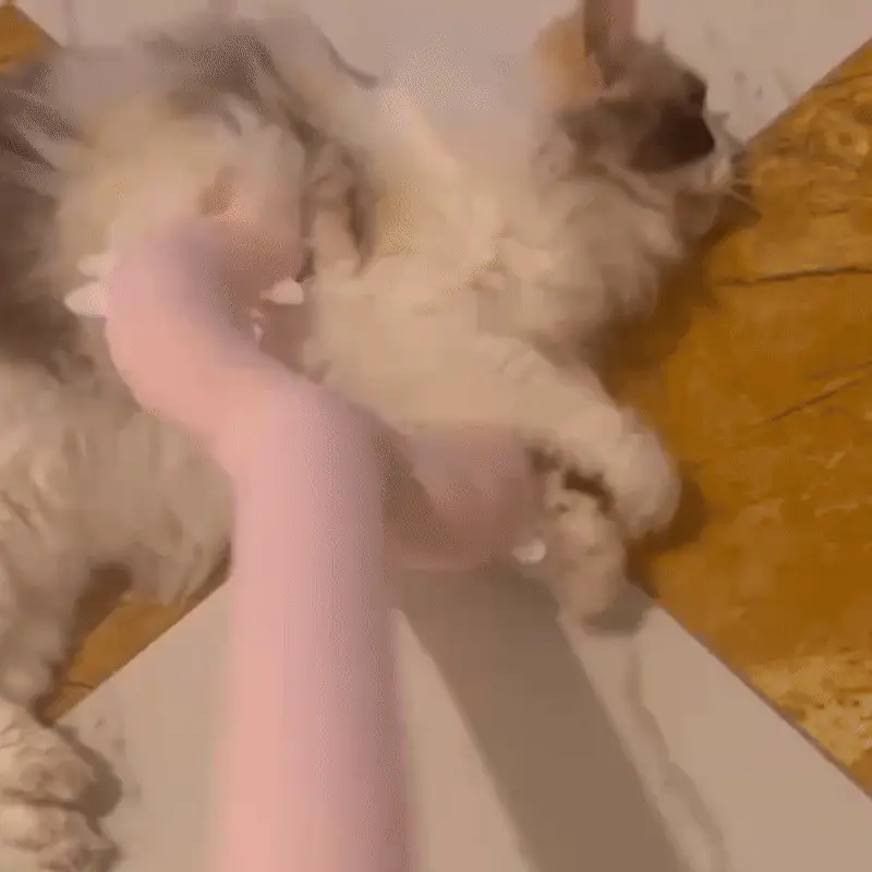<p style="font-weight: 400;">Ce jouet pour chat, à la fois rigolo et amusante, pourrait bien devenir le nouveau passe-temps préféré de votre minou. Sa matière en peluche souple, avec un rembourrage bien épais, rend chaque contact aussi moelleux qu’un câlin adorable.</p> <p style="font-weight: 400;"><span style="font-weight: 400;">Il suffit d tirer doucement la tige de ce jouet chat pour que l’autre extrémité vienne envelopper tendrement son cou, sa poitrine ou même son ventre, comme dans une petite étreinte « sandwichée ». Et ce n’est pas tout ! En alternant les gestes de poussée ou de traction, la magie continue : votre miaou profite d’un massage maison fantastique… et vous devenez son masseur préféré. </span></p> <p style="font-weight: 400;">Avantage:</p> <ul style="font-weight: 400;"> <li>Ce jouet pour chat interactif renforce les liens entre vous et votre miaou, tout en capturant confortablement son cou, sa poitrine ou son ventre façon « sandwich » craquant.</li> <li>Son revêtement en peluche épaisse et son rembourrage en coton PP et mousse PE créent un contact moelleux sans plier la tige, agréable à griffer ou à câliner.</li> <li>Idéal pour les jeux du soir avant dodo, il aide votre chat à se calmer, ou même à profiter d’un petit massage grâce aux gestes répétés de poussée et de traction.</li> <li>Sa légèreté et l’absence de composants dangereux assurant une utilisation sans fatigue pour vous et en toute sécurité pour les félins.</li> </ul> <p style="font-weight: 400;">[custom_combined_shortcode title=" Matériau" id="64486"][custom_combined_shortcode title=" Guide de tailles" id="64485"] [cg_accordion title="Livraison"] La livraison s’effectuera dans un délai de 7 à 28 jours ouvrables dès la validation de votre commande. <span lang="FR"> </span>[/cg_accordion][cg_accordion title="Retour"] Si, pour quelque raison que ce soit, vous n'êtes pas pleinement satisfait, une demande de retour serait possible dans les 14 jours suivant la réception. [/cg_accordion]</p>